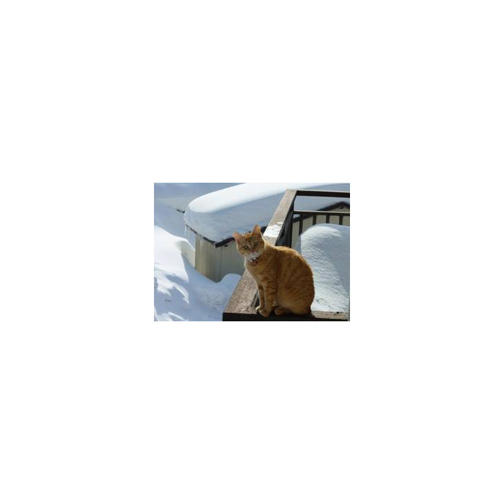 Tatenyan, la mascotte | Spiritueux Spiritueux Premium